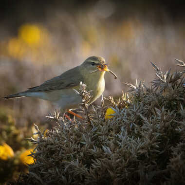 Pouillot dans la lande par patrick69220