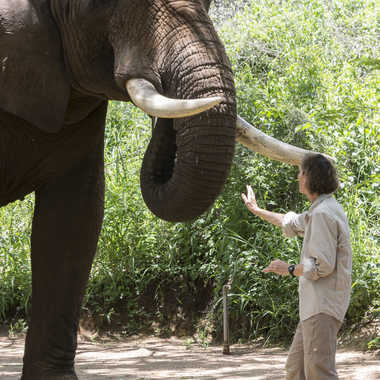Tembo éléphant de plus de 6 tonnes. par patrick69220