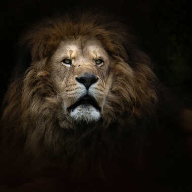 Majesté par patrick69220