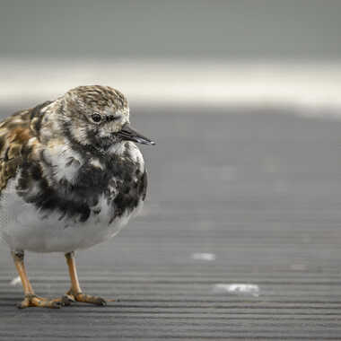 Patta gorri (pattes rouges) par Tina