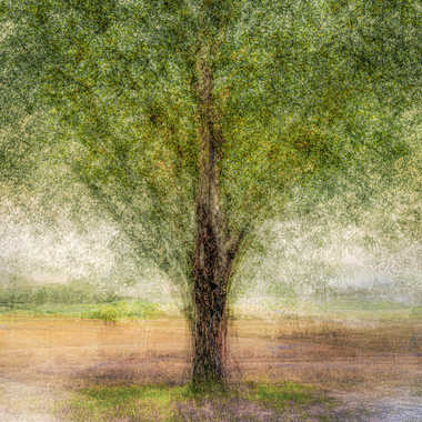 L'arbre seul par Saramukitza