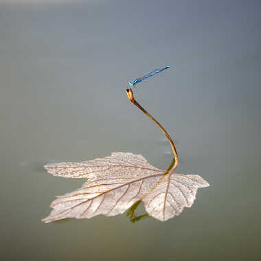 Gagnant du Concours Photo Libellules et autres odonates