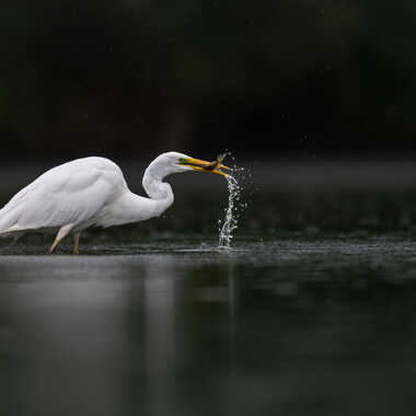 Une perche arc en ciel de moins sur l'étang par jeromebouet