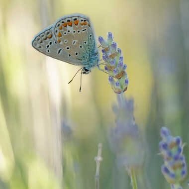 Un brin de Provence. par Philgreffe