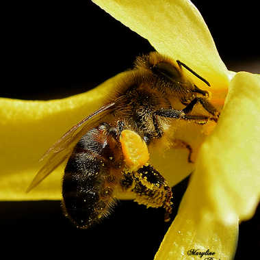 L'abeille Bzzzz  par Mary00