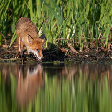 Une petite soif par jeromebouet