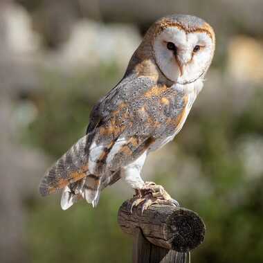 Fausse peluche par Daniel_C