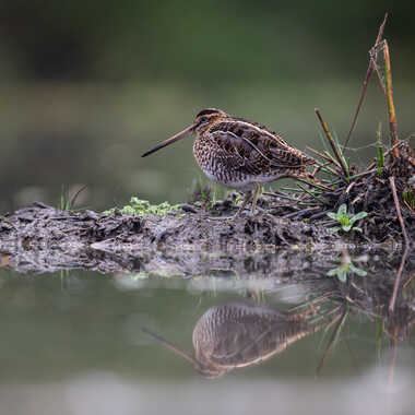 Bécassine sur son île par jeromebouet