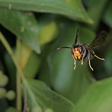 Le Péril jaune (3) par ERASMUS