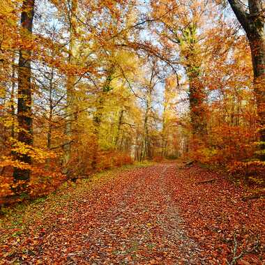 Rougeurs de novembre. par Giem