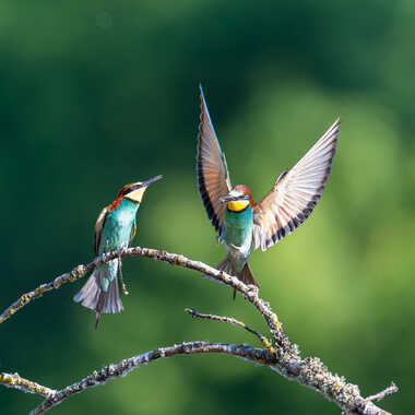 Le temps des offrandes chez les guêpiers par jeromebouet