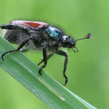 Hanneton horticole par VAPJ1983