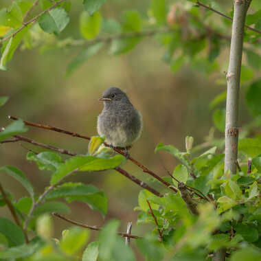 Rougequeue juvénile par naturedivresse