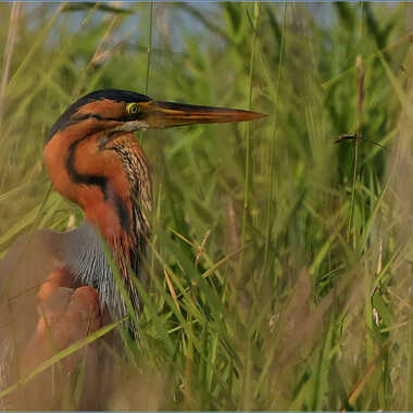 le plus beau par Guy28190