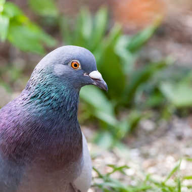 Pigeon par Cricri
