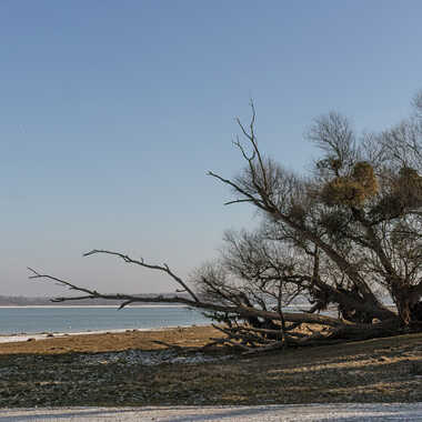 Journée d'hiver au lac d'Orient par patrick69220