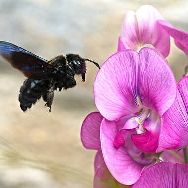 Xylocope et Lathyrus par ERASMUS