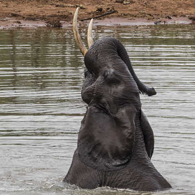 Le bain de l'éléphant par patrick69220