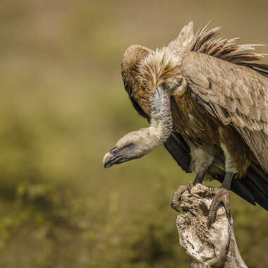 Le nettoyeur par Stefano