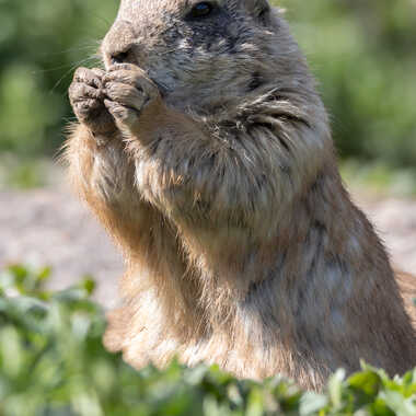 Grignottage par FVPhotographies