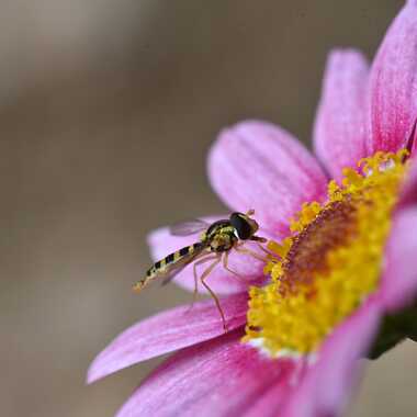 En jaune et noir ! par Jean-Claude_Conquet