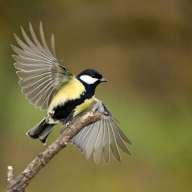L'instant suspendu par Thor