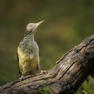 Très méfiant par Stefano