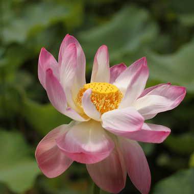 Lotus rose par dious