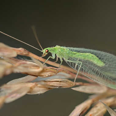 Chrysope par ERASMUS