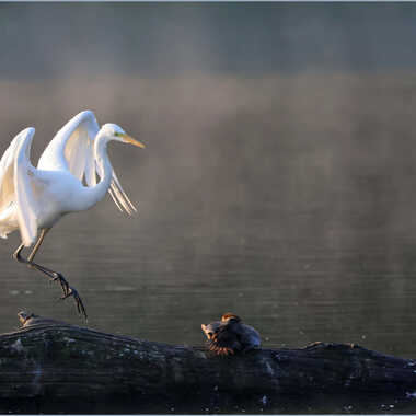 avec grâce et élégance par Guy28190
