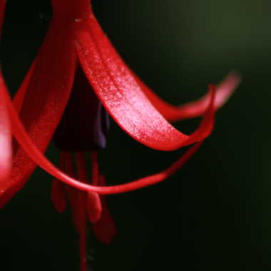 Fuchsia de magellan par Jerome Rabille