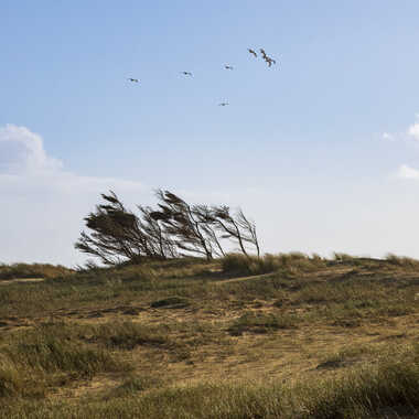 ça souffle II par Jerome Rabille