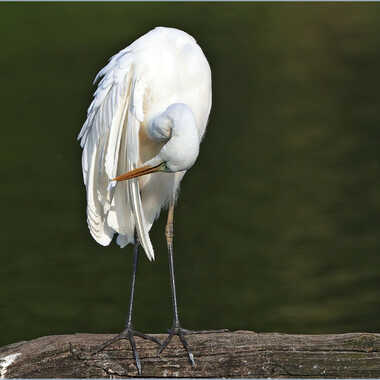 y'a un faux pli, là ! par Guy28190