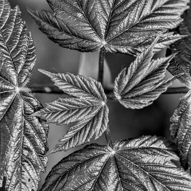 Nature monochrome (16) par ERASMUS