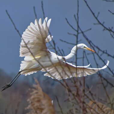Gagnant du Concours Photo Faune sauvage en liberté