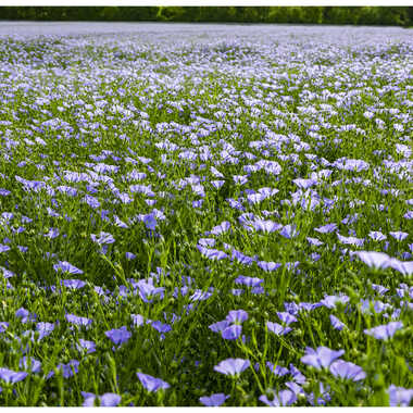 Lin par Jerome Rabille