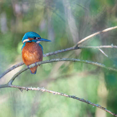 Un peu de couleurs dans ce fouillis végétal par jeromebouet