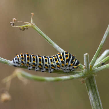 Futur papillon (Machaon ) par midouche