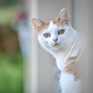 La curieuse 2 par Franck06