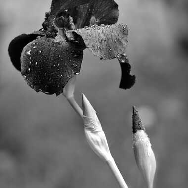 Nature monochrome (18) par ERASMUS