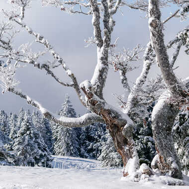 L'hiver est là par Jeanjean