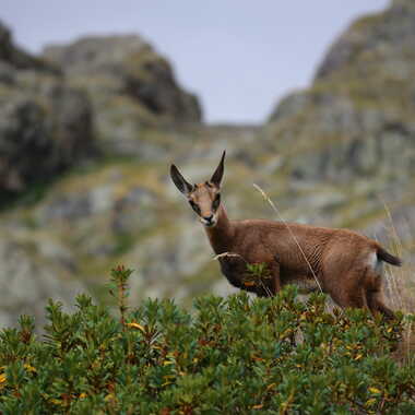 Je t'observe de loin et parfois de près. par AV1960
