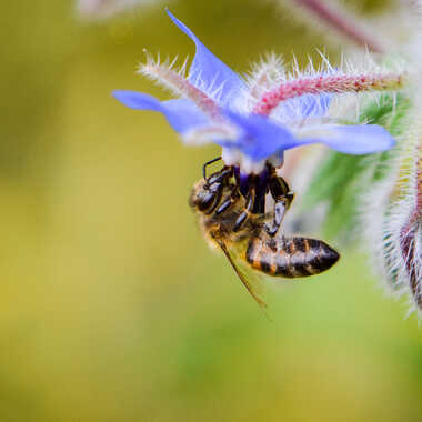 abeille et bourrache (3) par chouchka