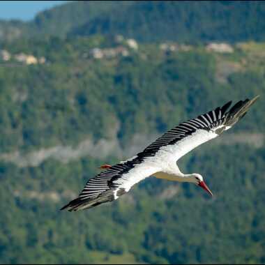 le vol de la cigogne par Daniel_C