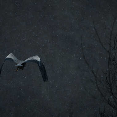 Oiseau dans les ténèbres par Anonymous
