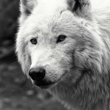 Loup arctique par patrick69220