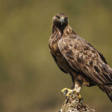 Les yeux doux par Stefano