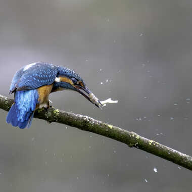La proie du Martin pêcheur ! par Dutialain