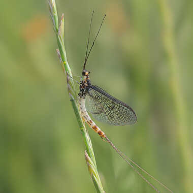 Mouche de mai en juin par ERASMUS