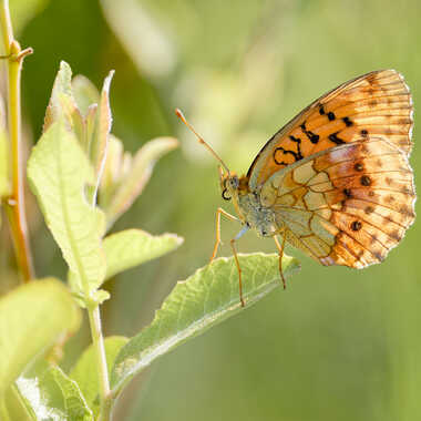 Tabac d'Espagne par Gaillard